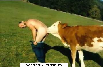 Poze funny - cica boul si vaca - Fun Zone