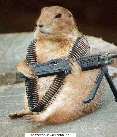 Poze funny - RAMBO ... varianta "animala" - Fun Zone